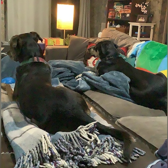 Smoke free - Animal friendly home - Fast shipping - Picture 1 of 7